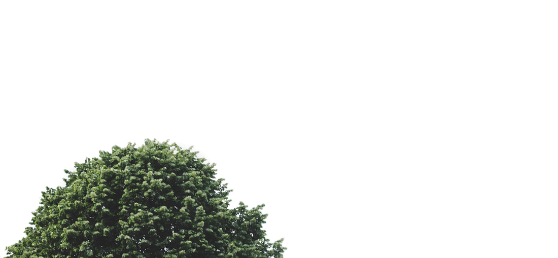 green leaf tree