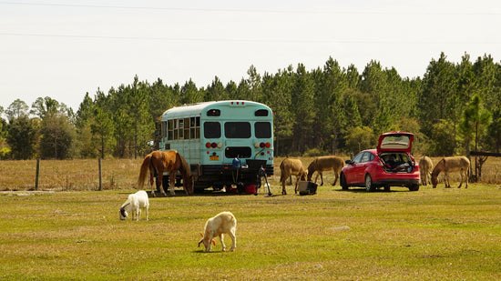 herd of sheep on green grass field during daytime