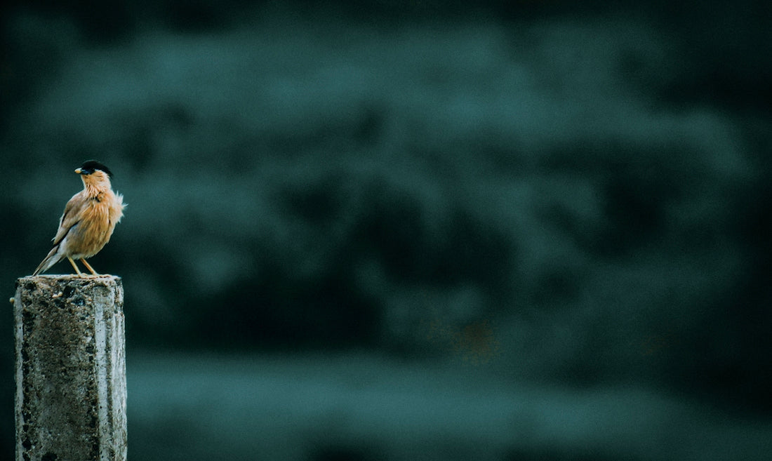 black and white abstract painting