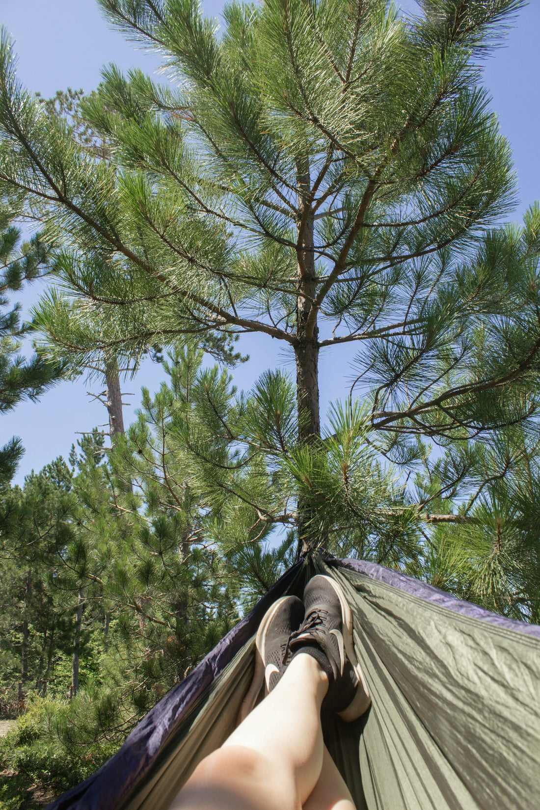 green tree under blue sky during daytime
