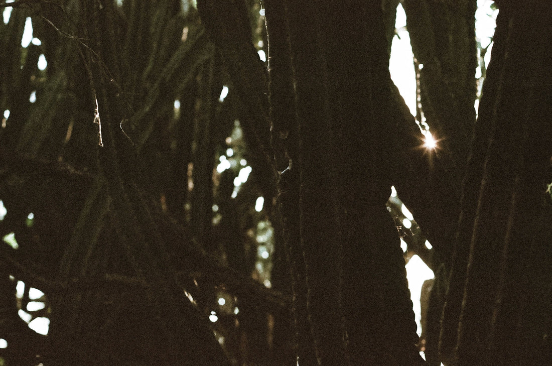woman in black dress standing on tree during daytime
