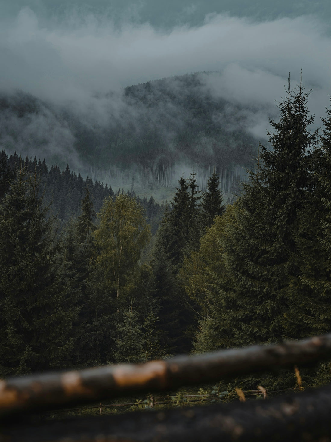 green pine trees on mountain under white clouds