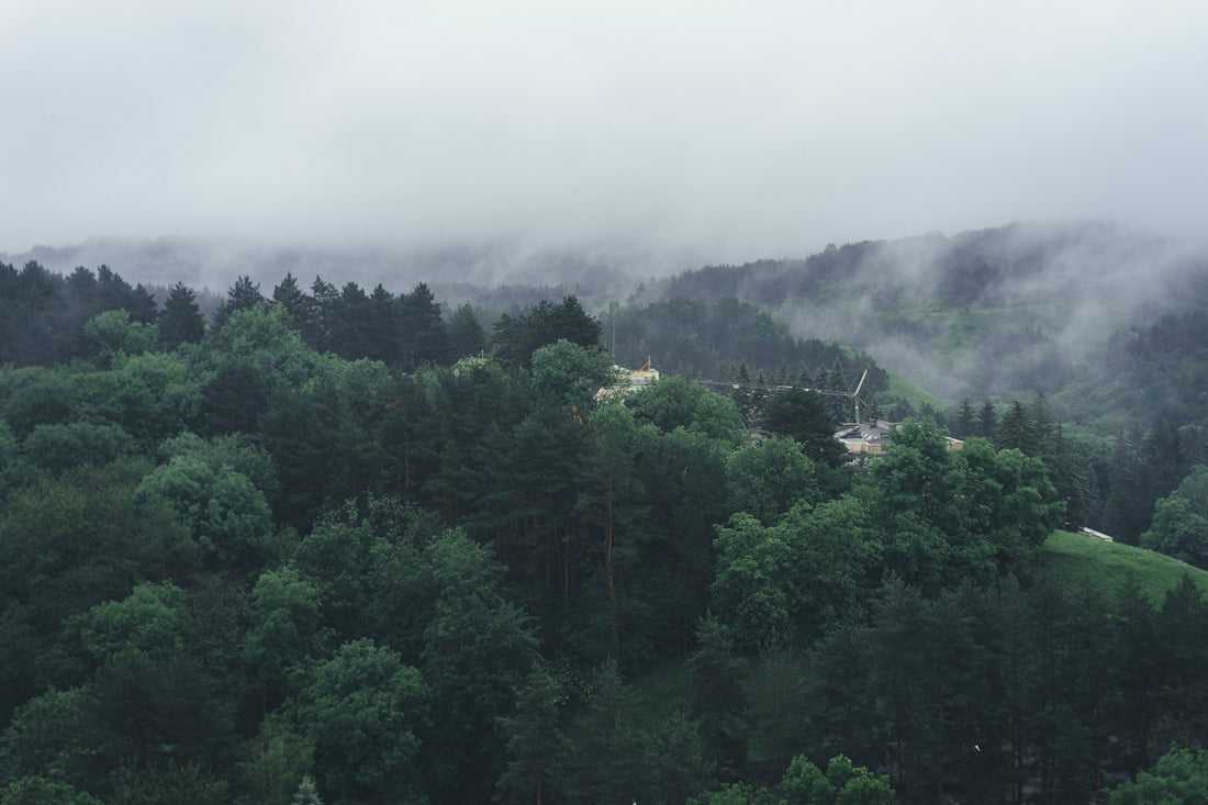 green trees on mountain during foggy day