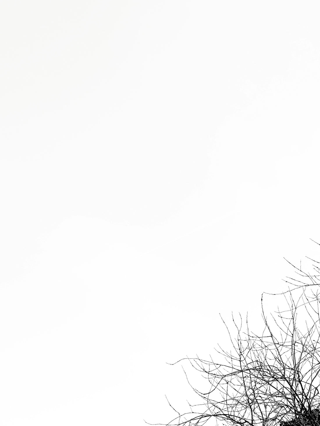 a black and white photo of a bird perched on top of a tree