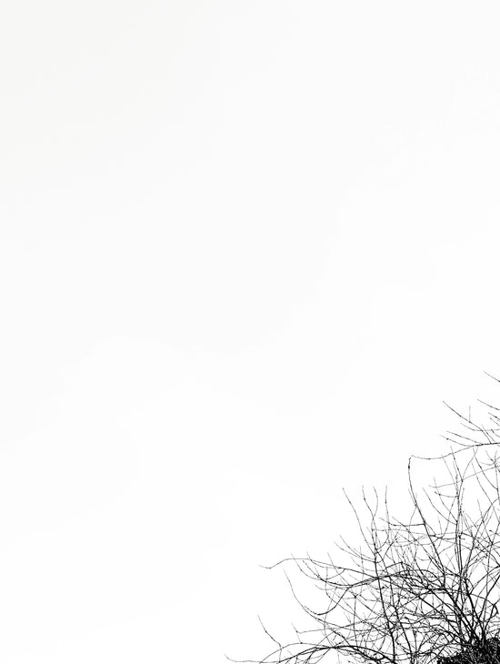 a black and white photo of a bird perched on top of a tree
