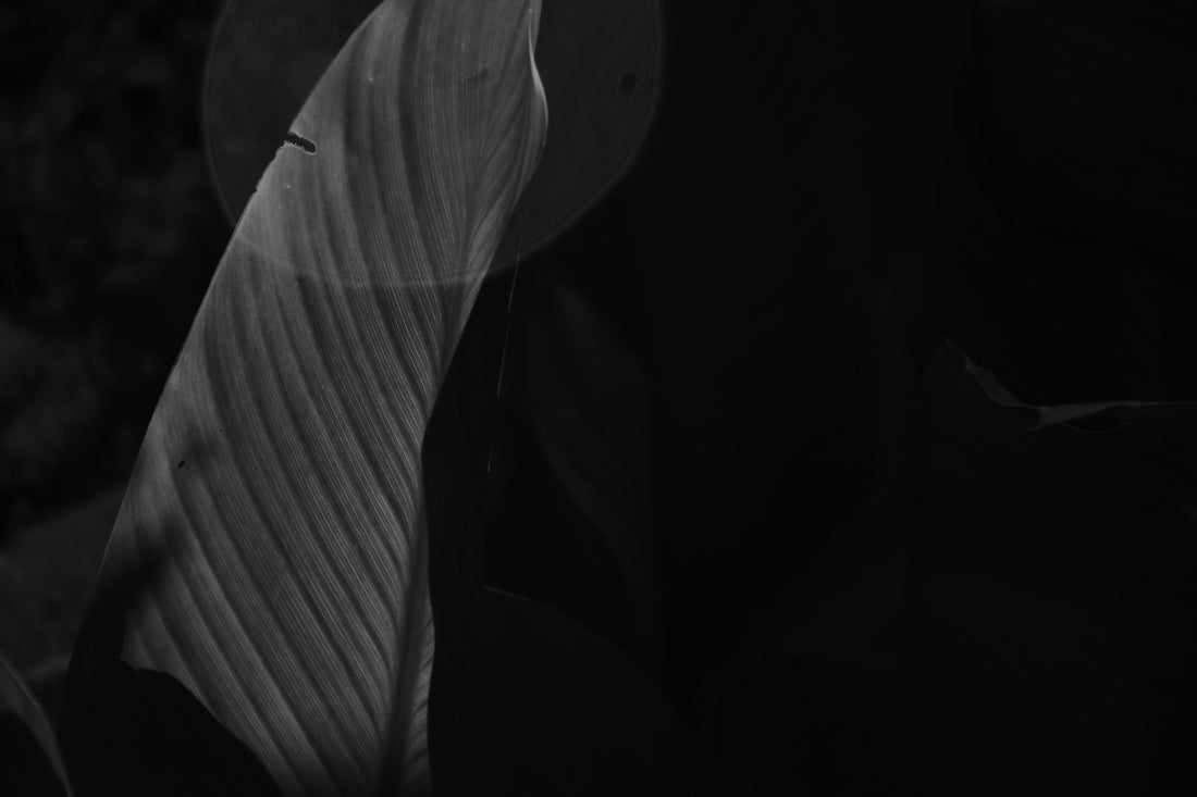 a close-up of a leaf