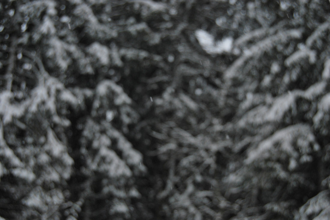 a person holding a snowboard in front of a forest
