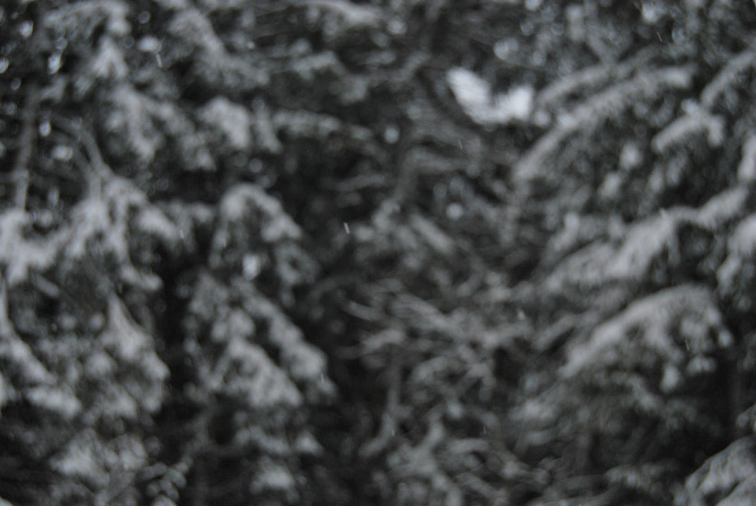 a person holding a snowboard in front of a forest