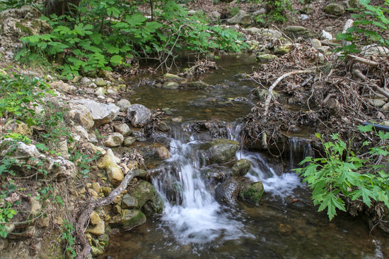 a small stream running through a lush green forest