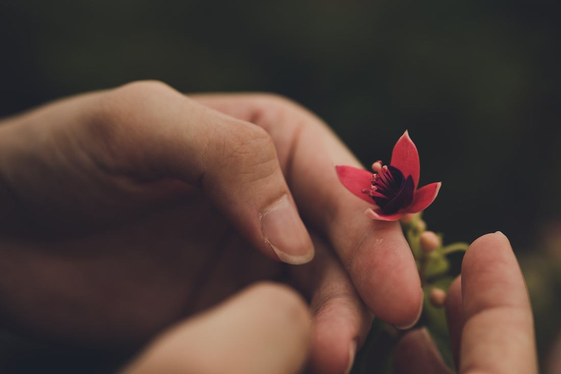 a person holding a small red flower in their hands