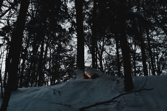 a small fire in the middle of a snowy forest