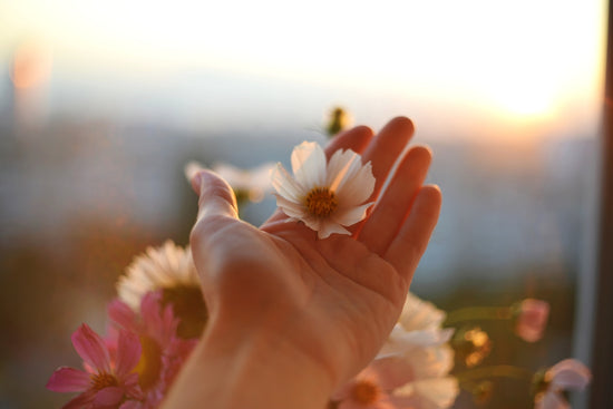 a person holding a flower in their hand