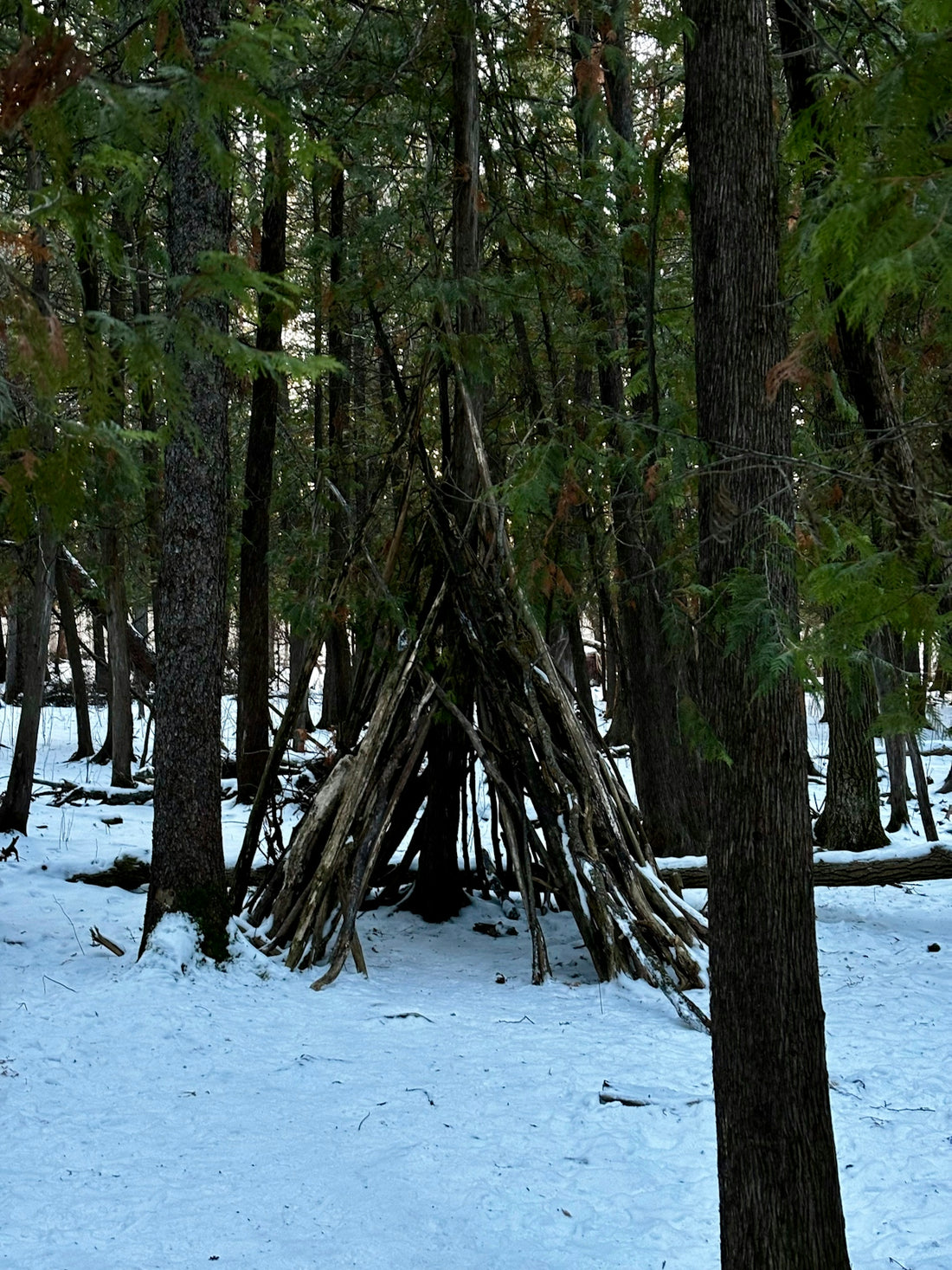 a group of trees that are in the snow