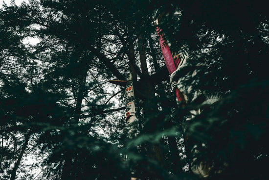 a tall tree with lots of trees in the background