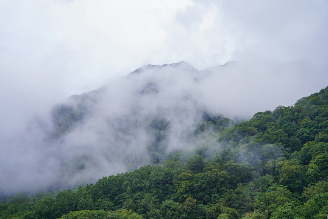A mountain covered in clouds and trees on a cloudy day