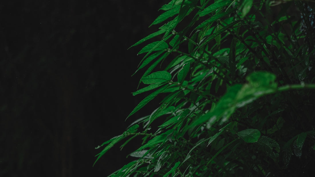 Green foliage against a dark background.