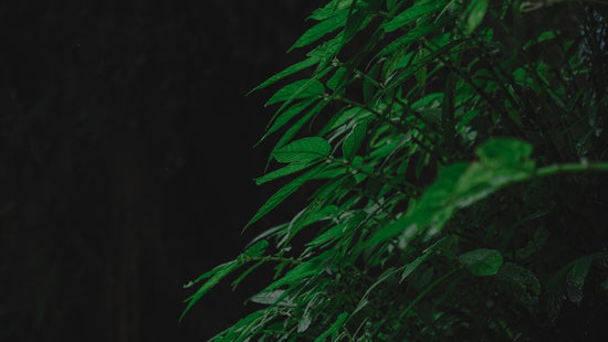 Green foliage against a dark background.