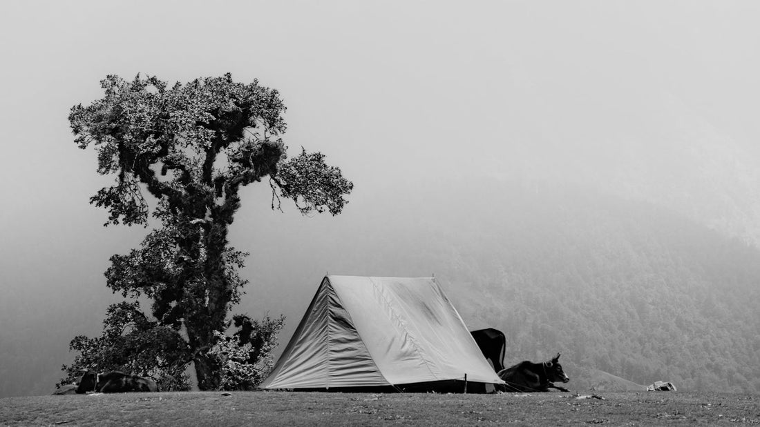 Tent pitched beside a tree in a misty landscape.