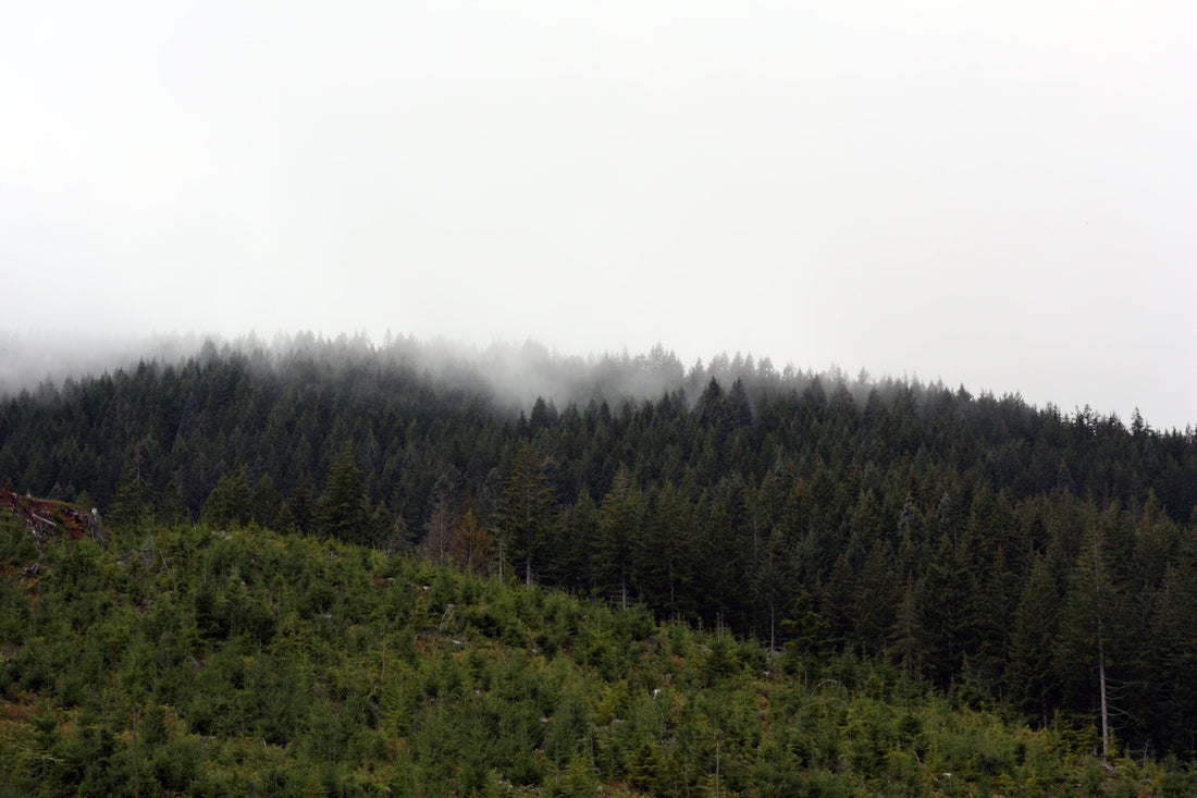Dense forest with mist rolling over trees.