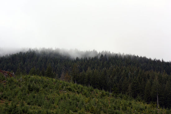 Dense forest with mist rolling over trees.