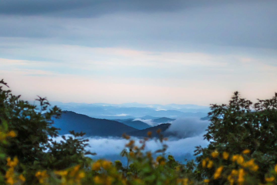 Misty mountains viewed through trees and flowers