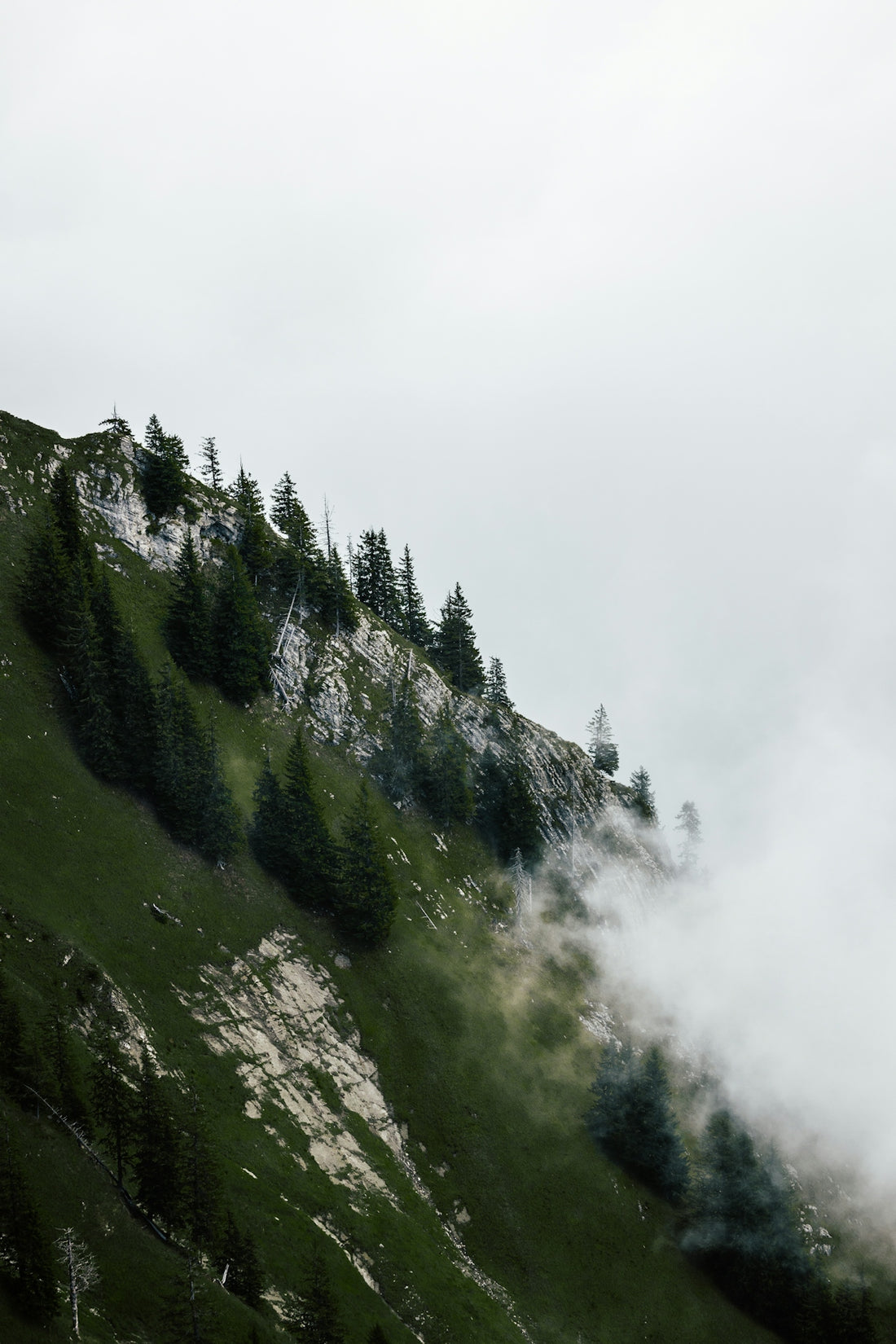 Misty mountain slope with evergreen trees and rocks