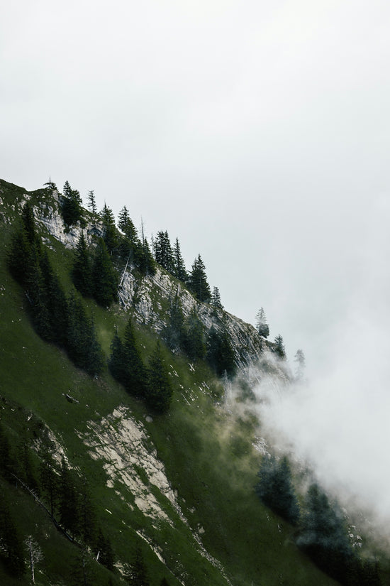 Misty mountain slope with evergreen trees and rocks