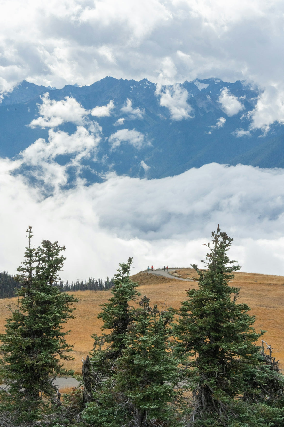 Scenic view of evergreen trees, golden hill, and cloudy mountains