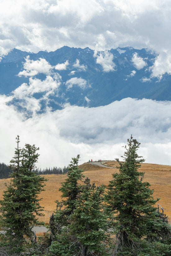 Scenic view of evergreen trees, golden hill, and cloudy mountains
